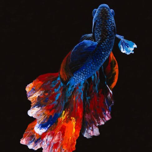 Betta Fish Artworks by MOnica - MMG Studios - Colorado