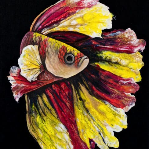 Betta_Web_fish-artworks monica colorado