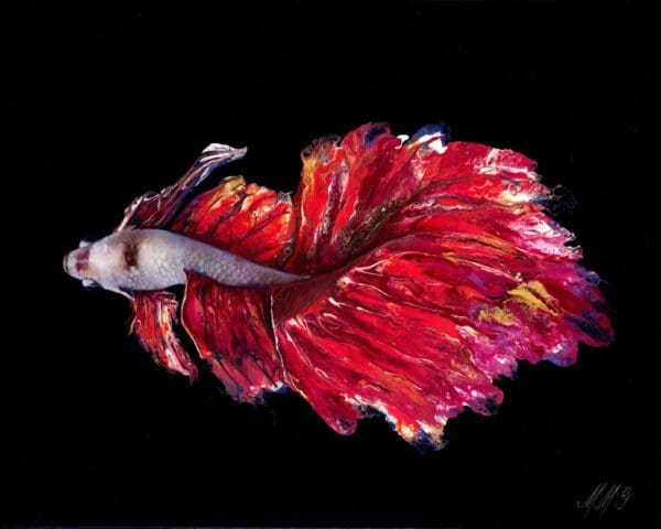 Valentine Betta Fish Artworks Paint By MOnica MMG Studios - Colorado