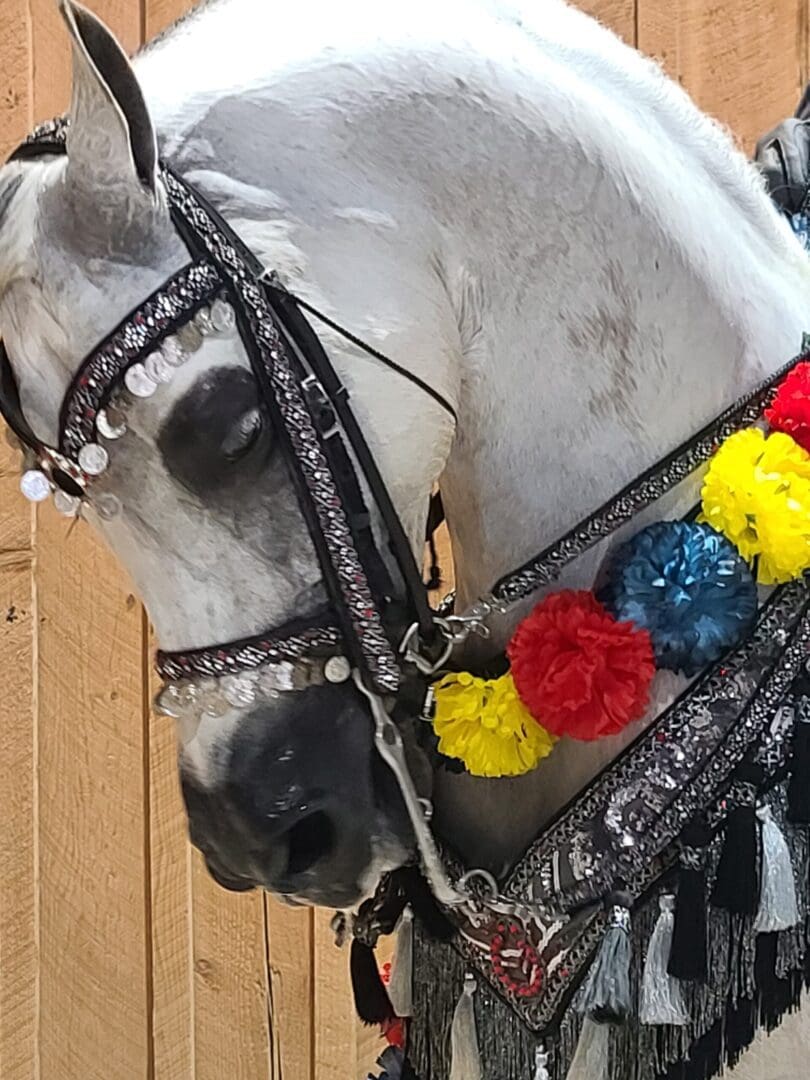 Close-up image of 'Like A Hurricane,' a stunning Half-Arabian horse, Region 8 Champion in the Mounted Native Costume Class. The horse's dark, expressive eyes are at the forefront, showing strength and grace.